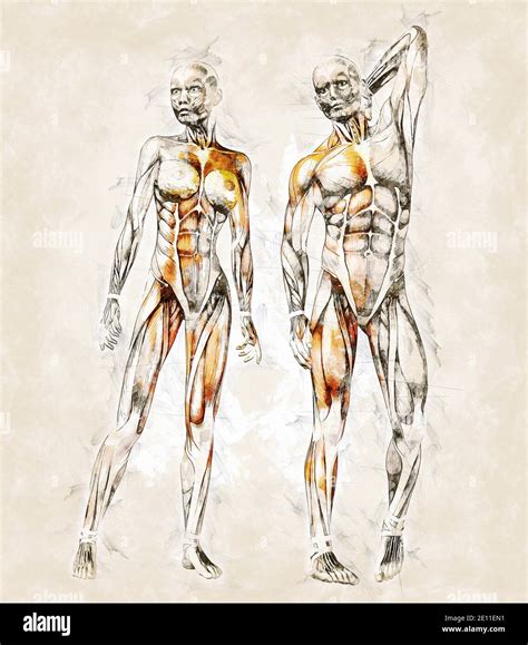 human body muscles pencil drawing  res stock photography  images alamy