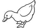 Duck Outline Clipartmag Rubber Outlines Duckling Colouring Kids sketch template