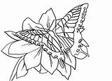 Coloring Pages Flower Butterfly Flowers Monarch Drawing Color Template Drawings Crosses Cliparts Print Printable Clipart Tiger Swallowtail Hawaiian Kids Rose sketch template