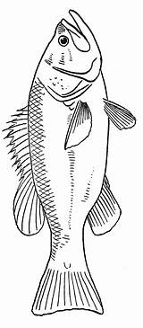 Fish Coloring Pages Print sketch template