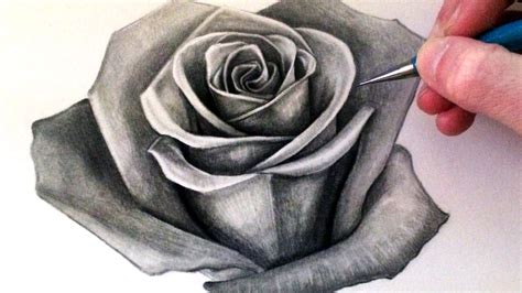draw  realistic rose como dibujar rosas flores  dibujar
