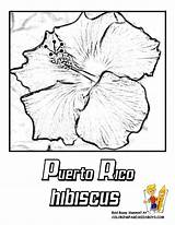 Coloring Puerto Rico Flower Pages State Rican Island Hibiscus Kids Book Oregon Flag Flowers Clipart Tattoos Printable Gif Worksheets Drawing sketch template