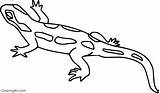 Salamander Coloring Pages Spotted sketch template