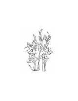 Gladiolen Sonnenblume sketch template