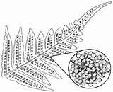 Fern Spore Licorice Case Enlarged Cluster Frond Tip sketch template
