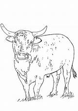 Bulls Rodeo Indiaparenting Getdrawings sketch template