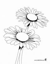 Daisy Coloring Pages Bunch Color Hellokids Print Online sketch template