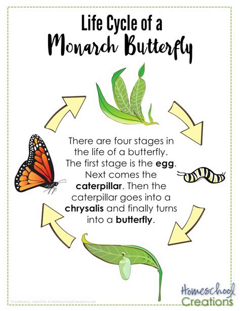 life cycle  monarch butterfly poster homeschoolcreationsnet