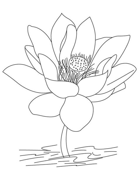 coloring pages coloring  lotus flowers  pinterest