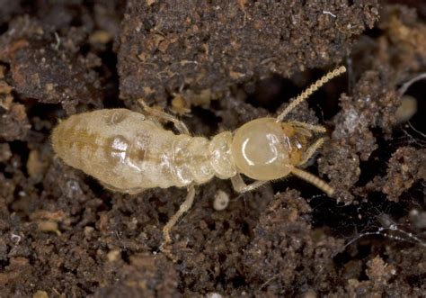 termite subterranean termite treatment