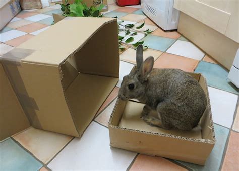 the rabbit house blog
