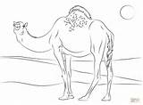 Laying Dromedary sketch template