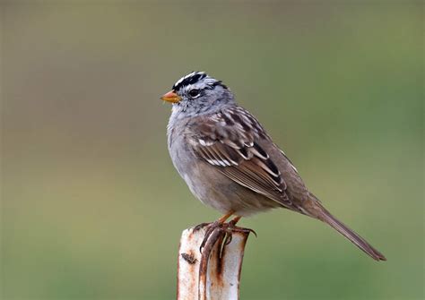 white crowned sparrow  poway greg  san diego