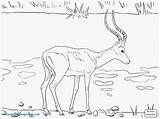 Wildebeest Coloring Getcolorings sketch template
