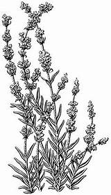 Scratchboard Botanical Coloring Behance Illustrationserved Served sketch template