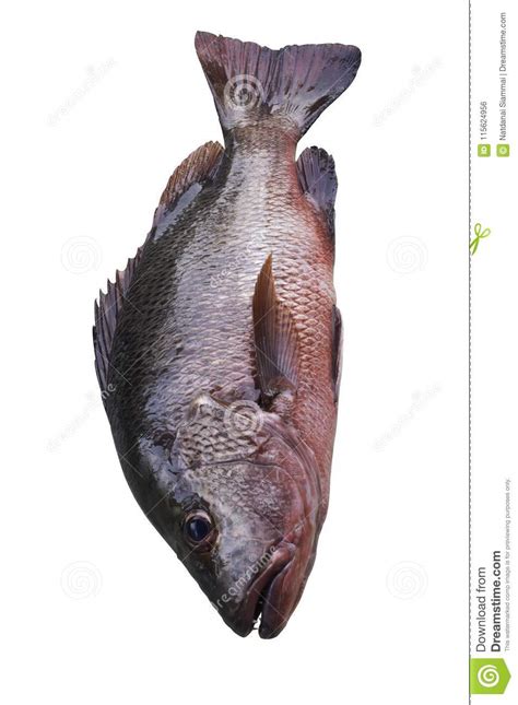 A Red Beautiful Sea Bass On White Background With Clipping Path Stock