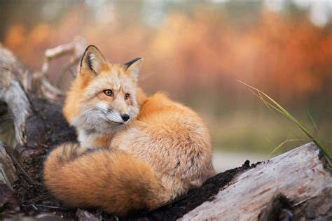fox animals nature wildlife wallpapers hd desktop  mobile backgrounds