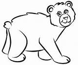 Beruang Mewarnai Urs Belajar Anak Binatang Colorare Colorat Lucu Ursos Boyama Coloriage Orso Disegno Sayfasi Ayi Warnaigambartk Planse Desene Sketsa sketch template