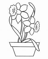 Daffodil Coloring Pottery Daffodils Colouring Flower Outline Pages Drawing Netart Printable Getcolorings Print Bees Getdrawings Search sketch template