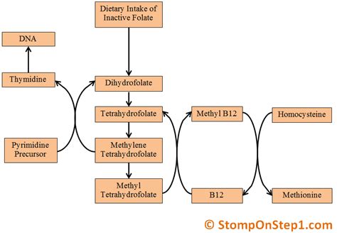 folate  deficiency megaloblastic anemia stomp  step