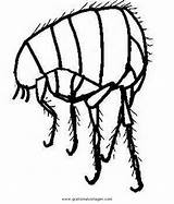 Floh Pulce Pidocchio Malvorlage Gratismalvorlagen Ausmalen Disegno Insekten Colorare sketch template
