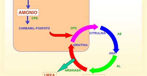 novedades y avances en el ciclo de la urea guía metabólica