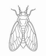 Cicada Coloring Pages Printable Insects Categories sketch template