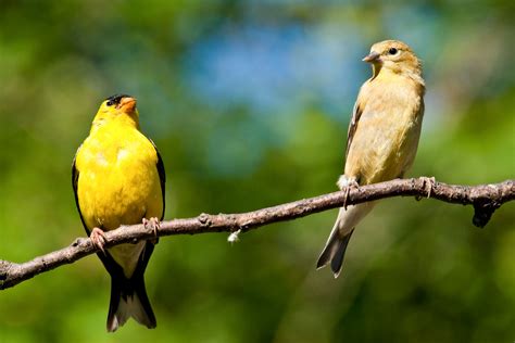 american goldfinch audubon field guide