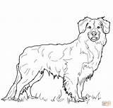 Retriever Golden Coloring Pages Duck Tolling Scotia Nova Dog Puppy Printable Drawing Line Color Print Super Colouring Dogs Da Book sketch template
