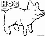 Hog Getdrawings Drawing Pig Coloring sketch template