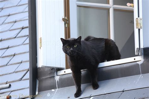 black tom cat yowling   rival   upstairs window photo wp