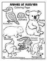Australia Animals Coloring Kids Print Activities sketch template