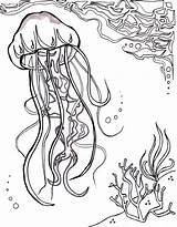 Coloring Pages Sea Jellyfish Ocean Adults Nautical Realistic Print Jelly Drawing Fish Printable Sheet Sponge Star Getcolorings Deep Color Under sketch template