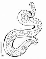 Boa Constrictor Coloring Printable Pages Getcolorings sketch template