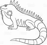 Iguana Galapagos Reptiles sketch template