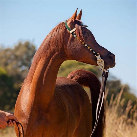 images  beautiful arabian horses  pinterest arabian