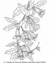 Coloring Pages Flower Vine Flowers Wild Trumpet Adult Color Botany Dover American Book Drawing Printable Doverpublications Publications Wildflowers Wildflower Damian sketch template