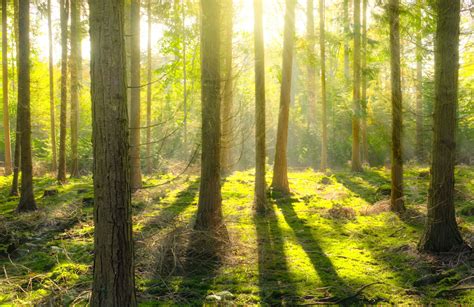 picture forest gras landscape nature sun glare park