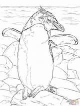 Penguin Macaroni Antarctica Antartica Pinguin Kleurplaten Kleurplaat Zon Basking Designlooter sketch template