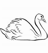 Coloring Swan Swans Pages Printable Categories sketch template