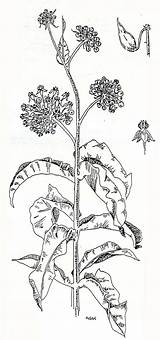 Milkweed Asclepias Drawing sketch template