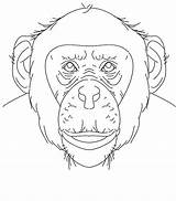 Chimpanzee Coloring Pages Color Face Printable Sheet Print Animals Kids Animal Bestcoloringpagesforkids Popular sketch template
