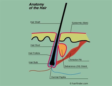 anatomy   hair