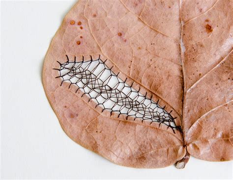 artist hillary fayle previously    slices  stitches patterns   leaves