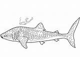Shark Whale Coloring Pages Printable Drawing Sharks sketch template