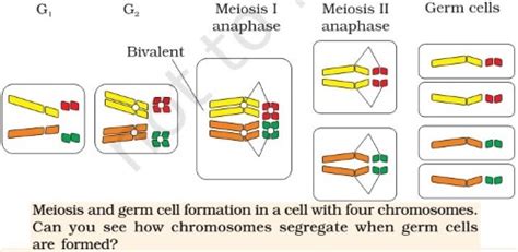 Chromosomal Theory Human Genome Project Pmf Ias