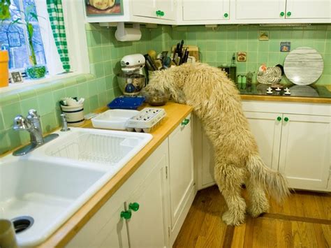 イヌは人目を盗んで食べる ナショナル ジオグラフィック日本版サイト