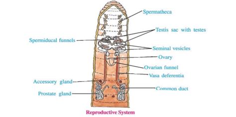 reproductive system of earthworm copulation