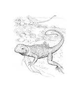 Lizard Coloring Pages sketch template