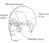 Sinus Diseases Health Forehead Frontal Lies Region Which sketch template